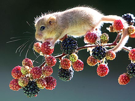 Berry Cute! Tiny Dormouse Dines on Fruit