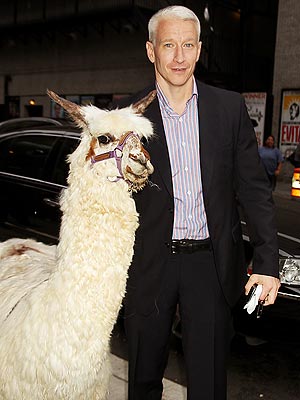 Anderson Cooper With a Llama: Photo