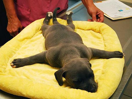 Puppy Headed for Death Gets a Second Chance at Life