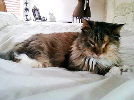Cat Adopted After 8 Years in Shelter
