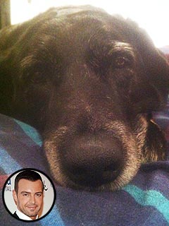 Whoa! Joey Lawrence Pays $1,000 to Rescue a Dog | Joey Lawrence