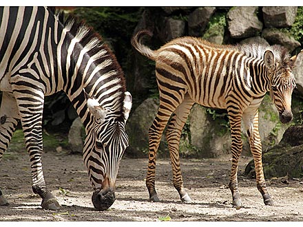 Aww! Baby Zebra Spends Fun Day with Mom