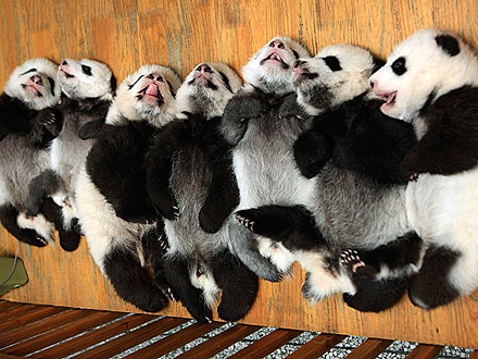 Cute! Baby Panda Does Upward-Facing Dog| Baby Animals