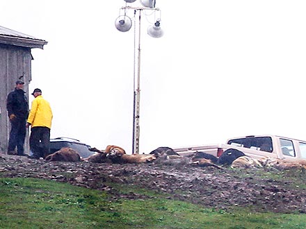 Forty-Nine Exotic Animals Killed in Ohio| Exotic Animals & Pets, Real People Stories
