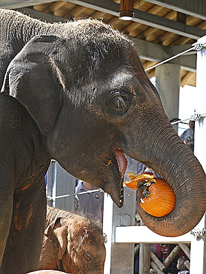 Orange Alert! Elephants March to the Pumpkin Patch| Zoo Animals