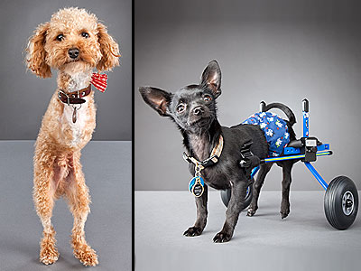 Pets with Disabilities Smile for Photographer's Camera| Dogs