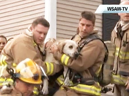 Firefighters Save Dog Using Mouth-to-Snout