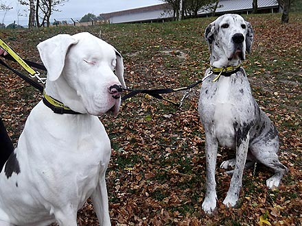 Blind Dog and Her Guide, Once Ignored, Are Headed to Forever Home