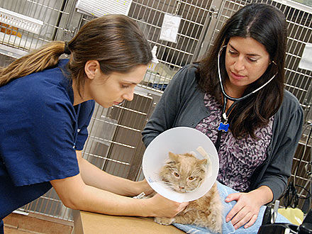 Jack the Cat in Critical Condition at Hospital| Cats