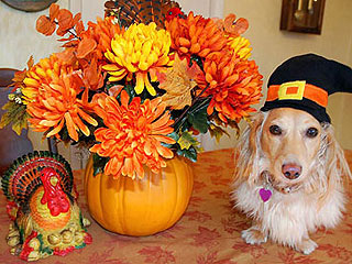 Show Us Your Thanksgiving Pets!