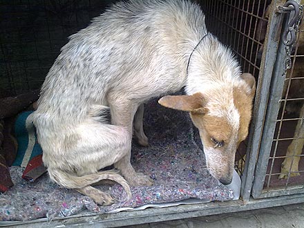 Miracle Dog Gets Buried Alive – and Survives| Dogs, Pet News
