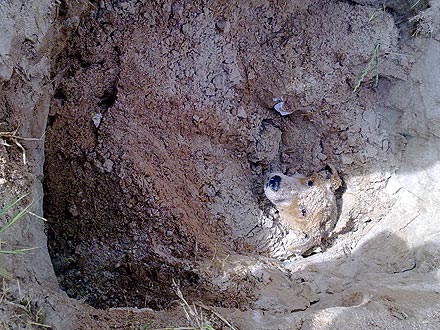 Miracle Dog Gets Buried Alive – and Survives