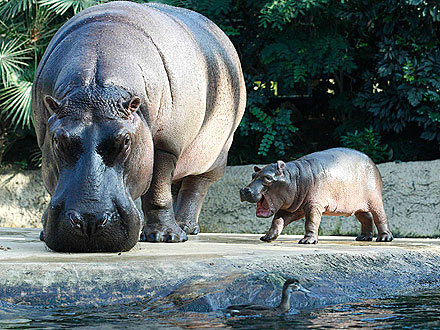 Cutie, Cutie Hippo! Baby Calf Gives Mom a Kiss| Baby Animals, Zoo Animals
