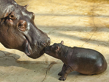 Cutie, Cutie Hippo! Baby Calf Gives Mom a Kiss