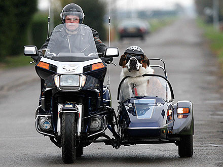 motorcycle with sidecar dog
