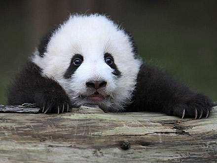 Cute Photo: Baby Panda Gets Stuck Behind a Log