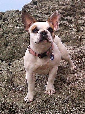 Meet Brigitte, the French Bulldog Behind Stella on Modern Family| Stars and Pets