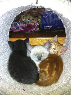 Teri Polo Surprises Herself – with Four New Pets!| Cats, Stars and Pets, Dogs, Teri Polo