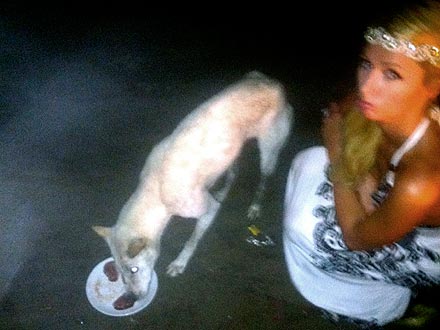 Paris Hilton Orders Filet Mignon – for a Stray