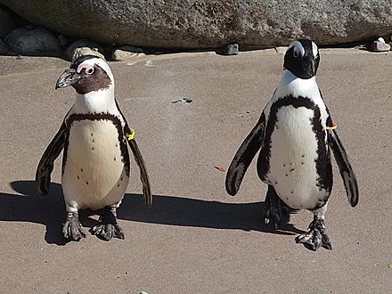 Gay Penguins Have Female Mates at Toronto Zoo