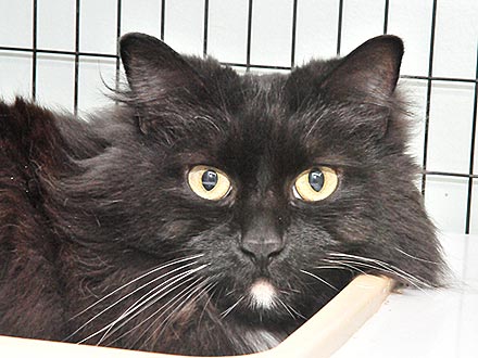 Adopt Me! Shy Watson Needs a Wingman