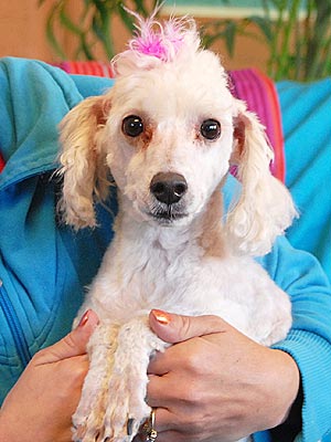 Adopt Me! Peppy Pierre Wants to Fill Your House with Personality