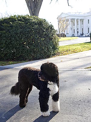 Bo Obama Helps Receive the White House Christmas Tree| Bo Obama