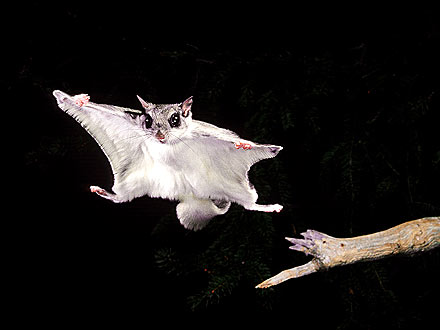 The Water Bowl: Flying Squirrels Invade Emergency Room