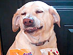 Watch: 10 Best Animal Videos of 2011