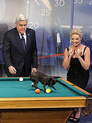 Score! Katherine Heigl Meets Pool-Playing Chihuahua | Katherine Heigl