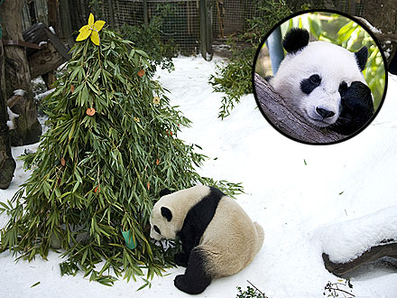Aww! Panda Experiences His First Snow – and Christmas Tree