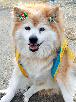 World's Oldest Dog Dies