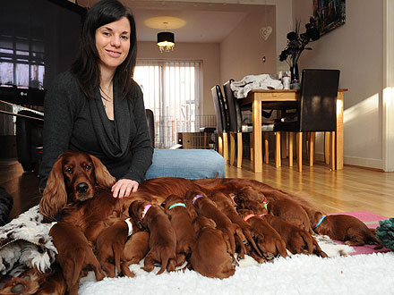 Whoa, Baby! Romy the Irish Setter Has 15 Puppies