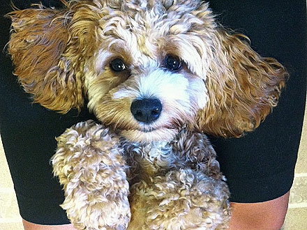 Jersey Shore's Sammi 'Sweetheart': Dogs Are Family| Stars and Pets, Dogs, Jersey Shore, Sammi Giancola
