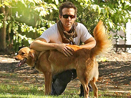 Blake Lively Plays Dog-Sitter for Ryan Reynolds| Stars and Pets, Dogs, Blake Lively, Ryan Gosling, Actor Class