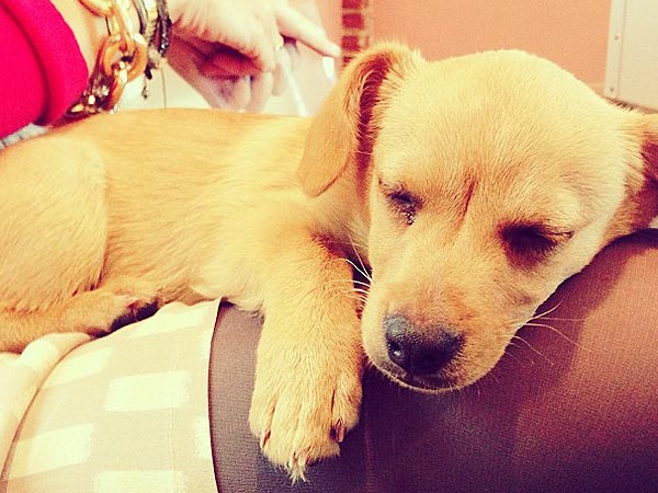 Lauren Conrad Adopts Shelter Puppy