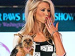 Fashion for Paws: Dogs Hit the Catwalk