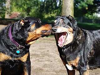 Show Us Your Dogs at the Dog Park