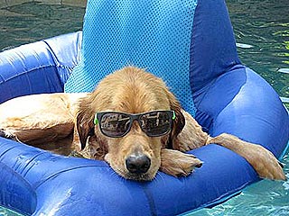 Show Us Your Pets at the Pool!