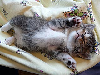 Do You Have a Super Sleepy Pet?