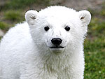 The Year's Biggest Animal Stories