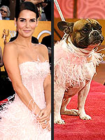 Red Carpet Dogs