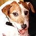 Uggie Takes Home Top Prize at Pawscars