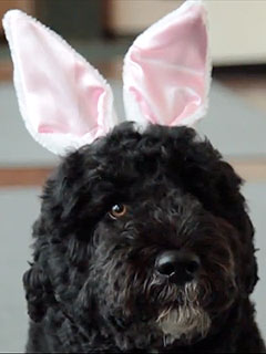 VIDEO: Bo Dresses as the Easter Bunny! | Bo Obama