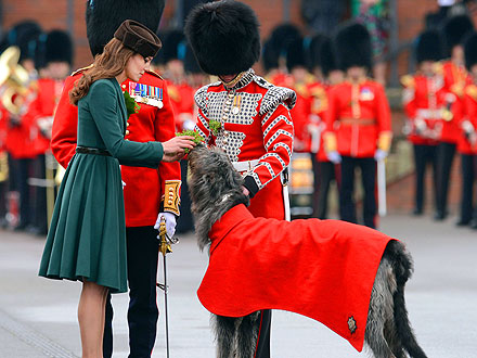 Kate Gives Shamrocks to an Irish Wolfhound
