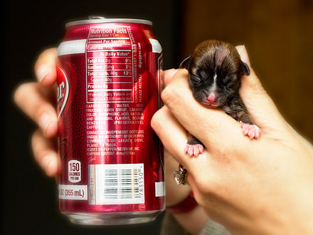 World's Smallest Dog Beyonce
