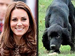 Lupo's Royally Awesome Life