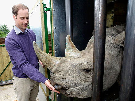 Prince William Feeds Black Rhino at Port Lympne Wild Animal Park