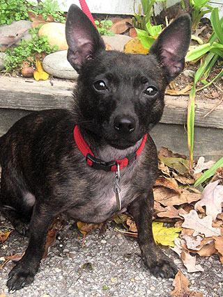 Adopt Me! Dog Storm Is a Barrel of Fun