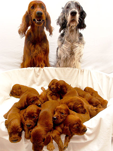 Fur Real? World's Most Unusual Pets